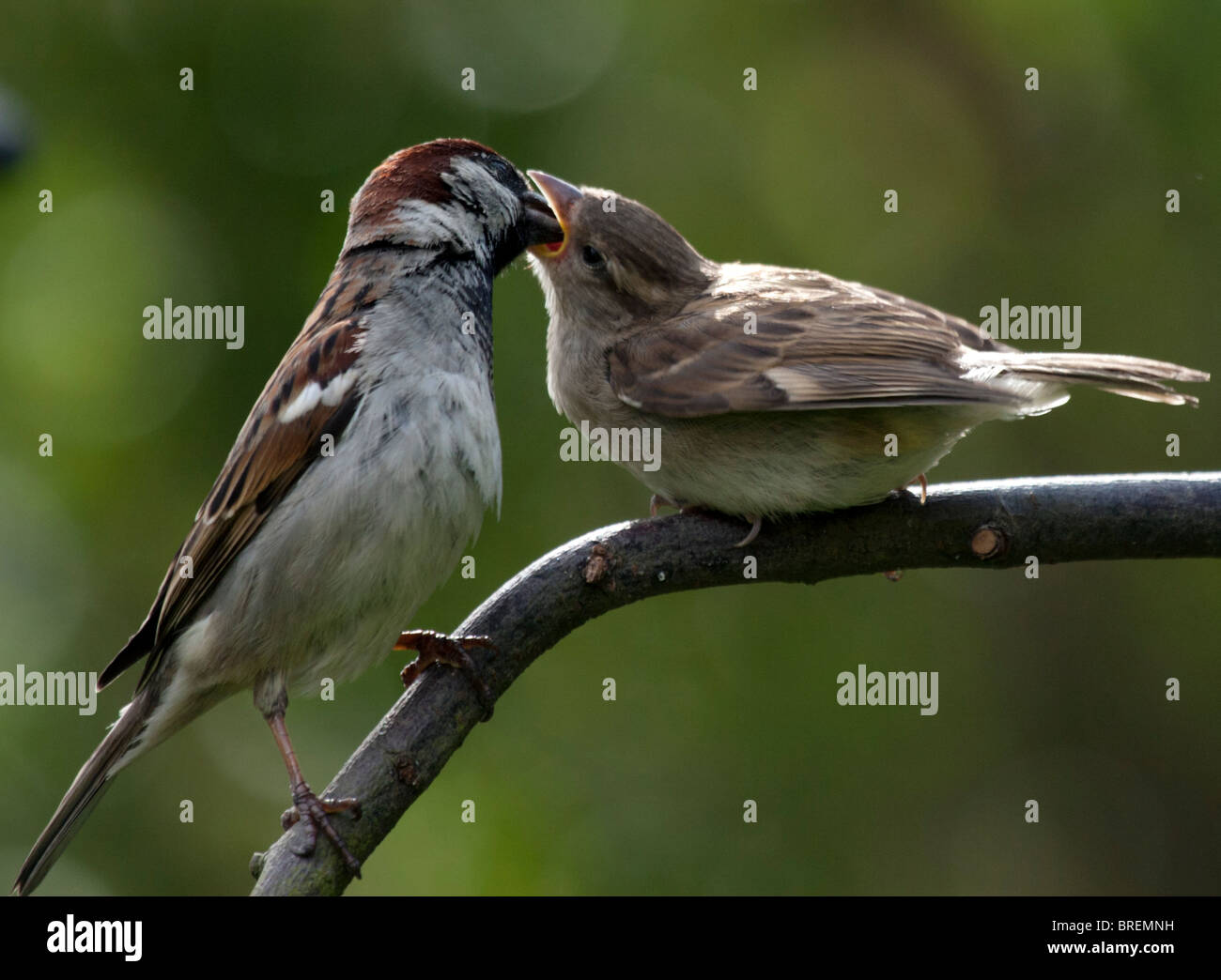 Sparrow alimentazione dei giovani pulcino. Foto Stock