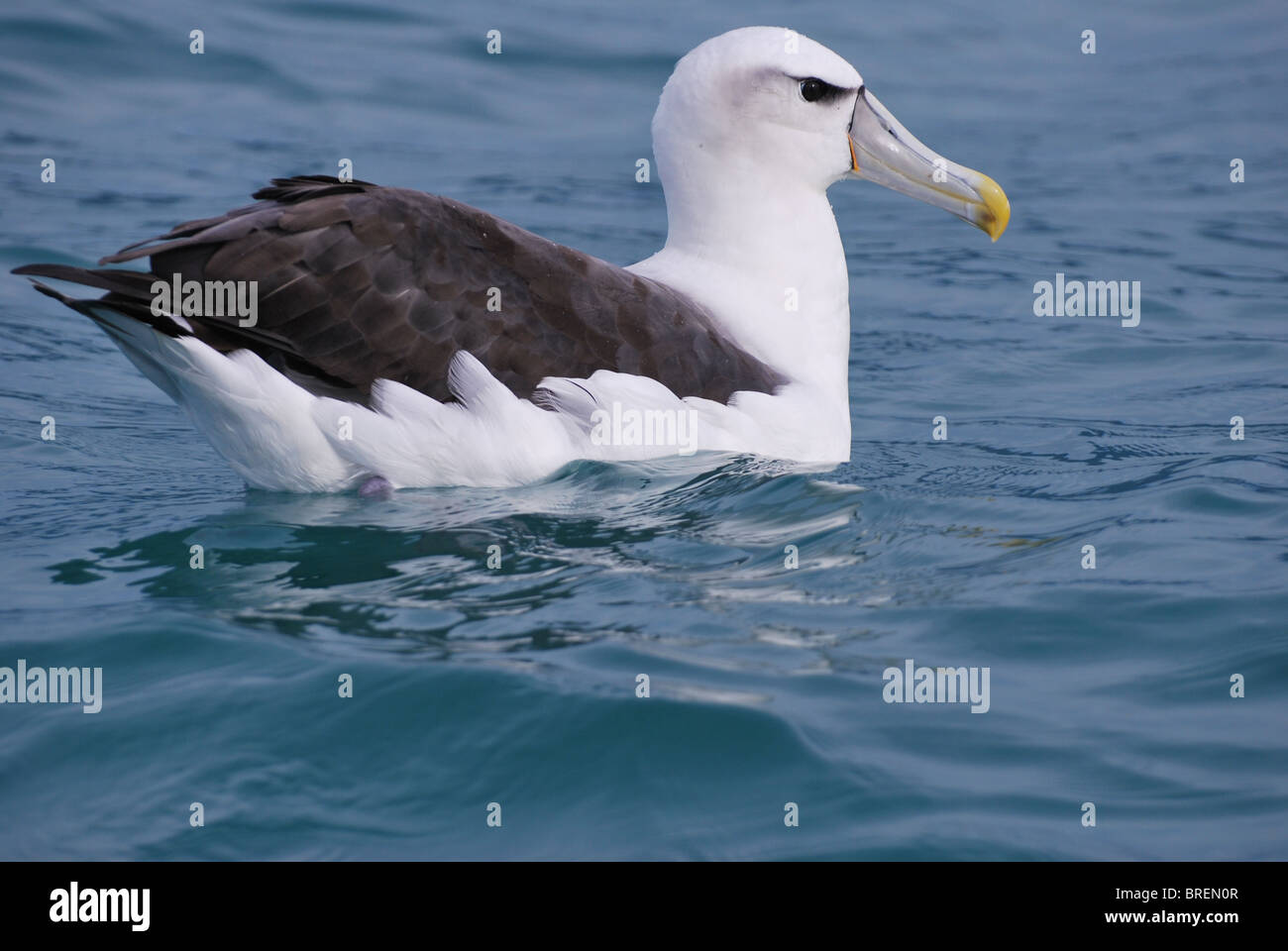 Bianco-capped Albatross a Kaikoura Foto Stock