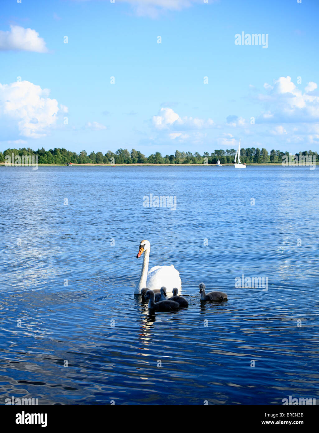 I cigni sul lago ryn masuria - Polonia, europa Foto Stock