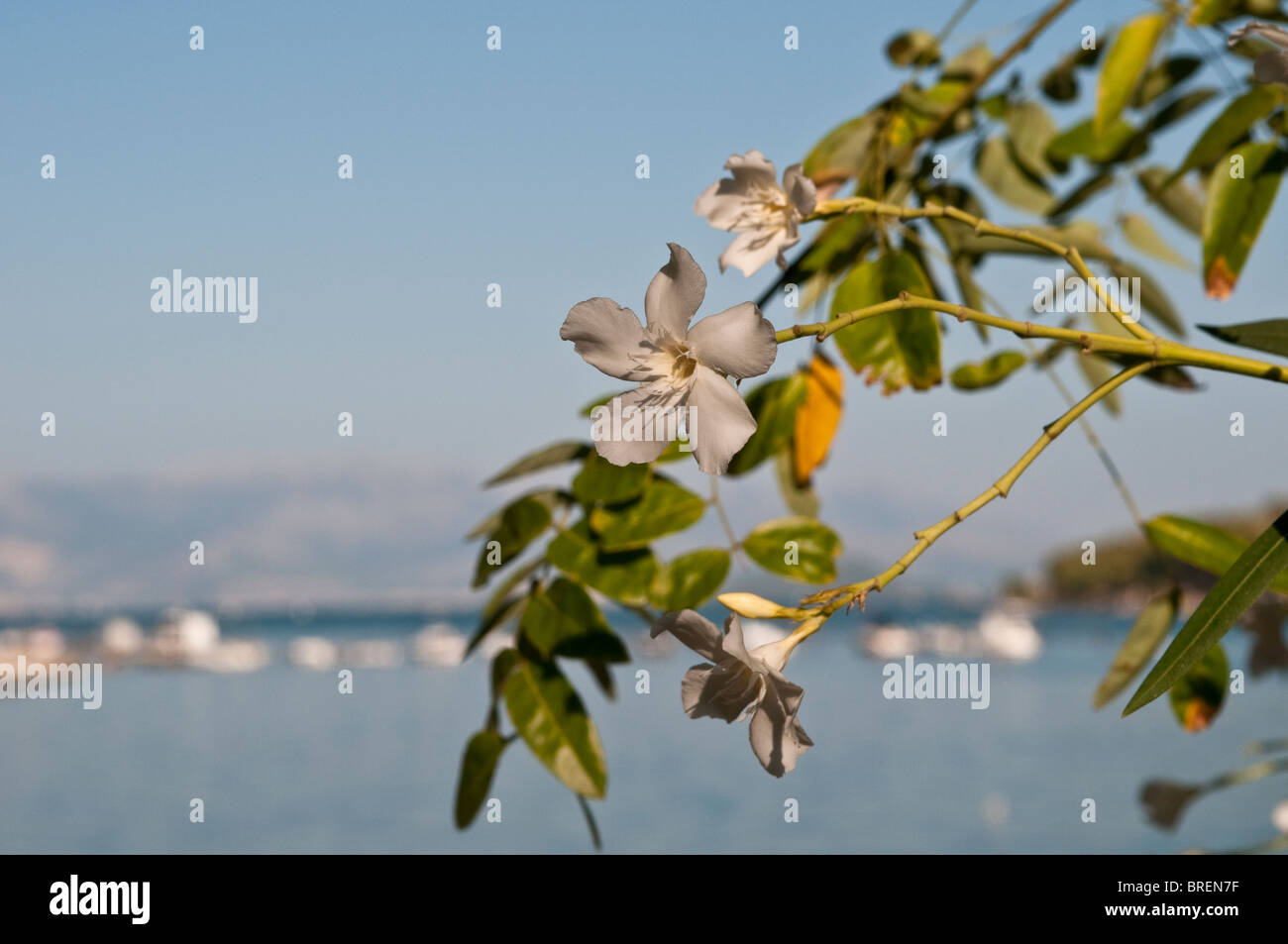 White oleander e il mare, Trogir, Dalmazia, Croazia Foto Stock