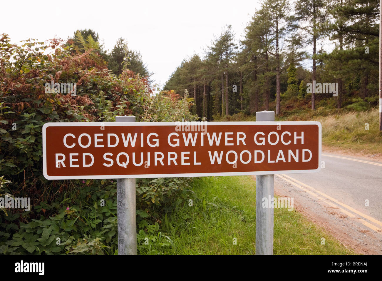 Bilingual scoiattolo rosso segno di bosco in gallese e inglese da ingresso alla Foresta Newborough, Isola di Anglesey, Galles del Nord, Regno Unito, Gran Bretagna Foto Stock
