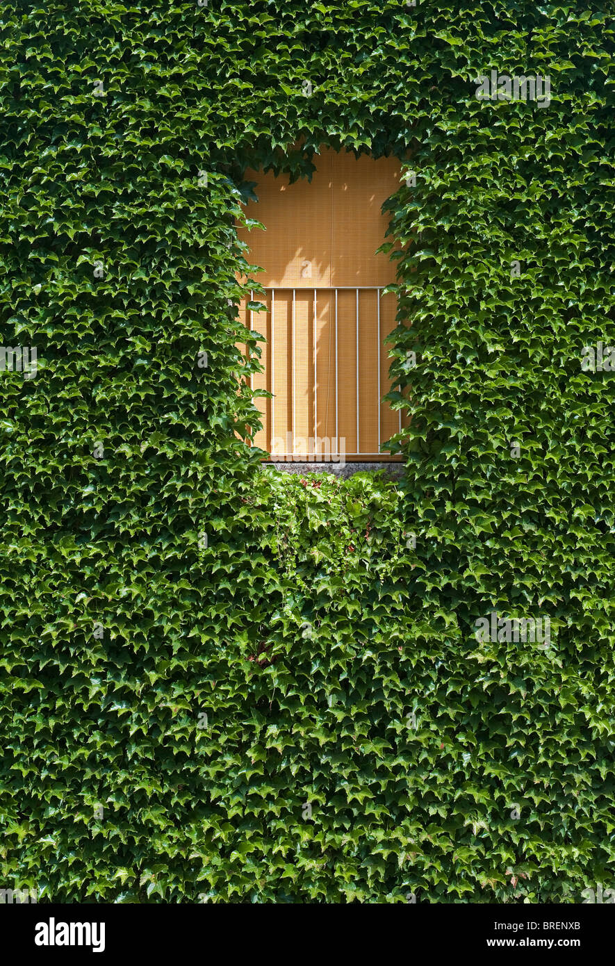 Un muro coperto di edera in un villaggio francese Foto Stock