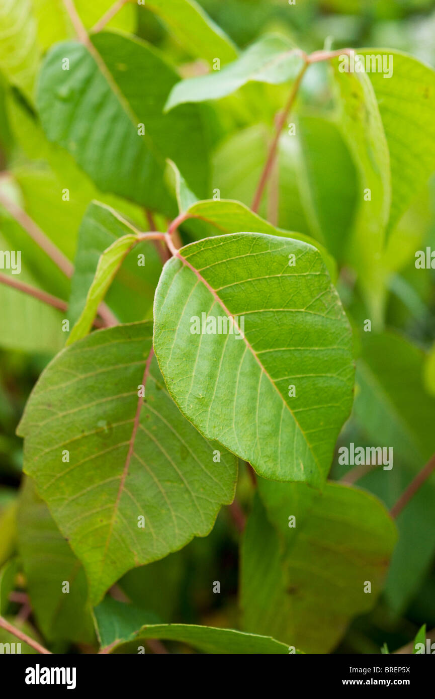 Foglie di poison ivy (Toxicodendron radicans) con rosa venata di foglie. Foto Stock