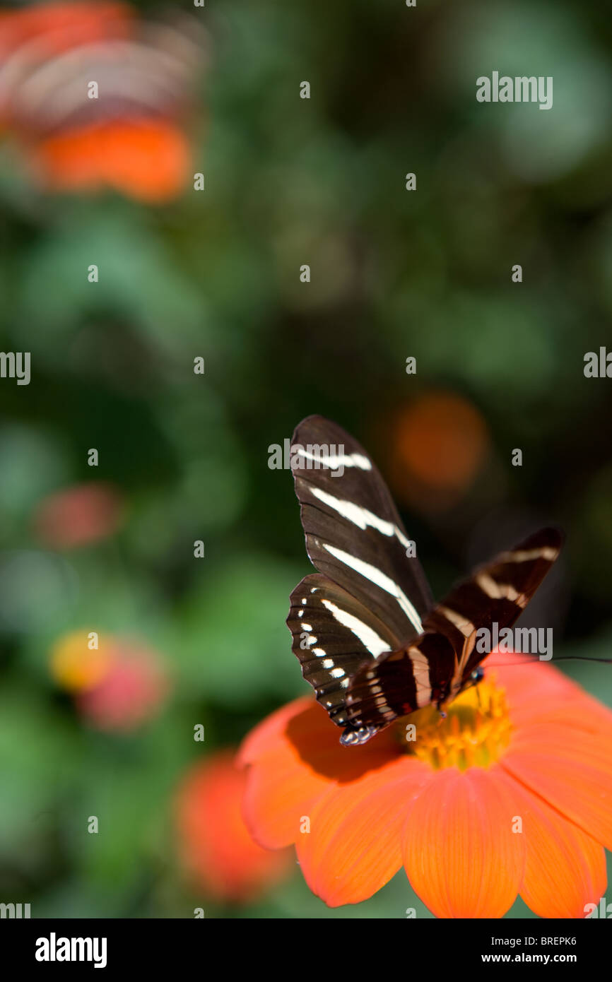 Zebra butterfly poggiante su una zinnia fiore, bere il nettare, Sudovest degli Stati Uniti Foto Stock