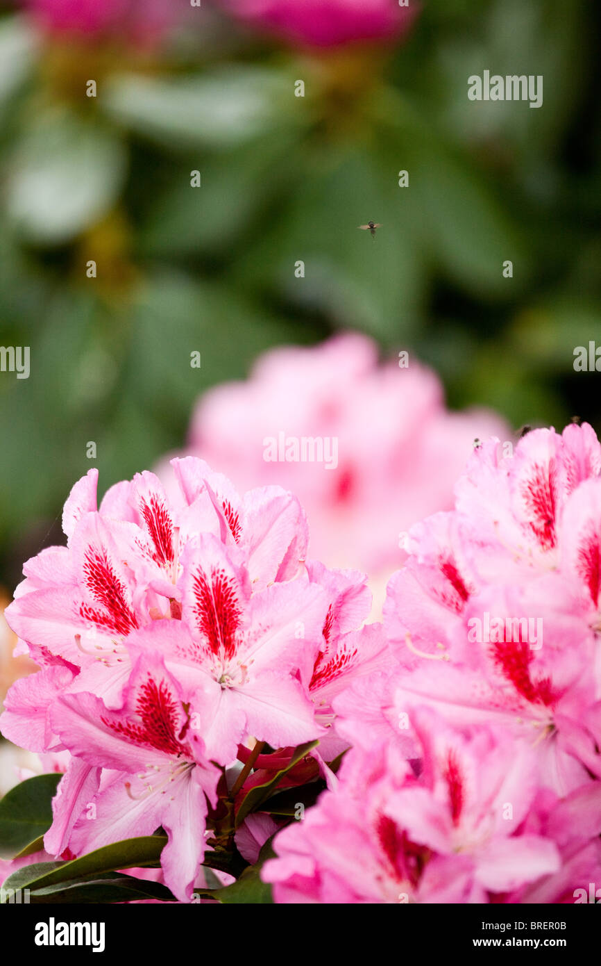 Rhododenron, Schloss Ippenburg, Bad Essen, Germania Foto Stock