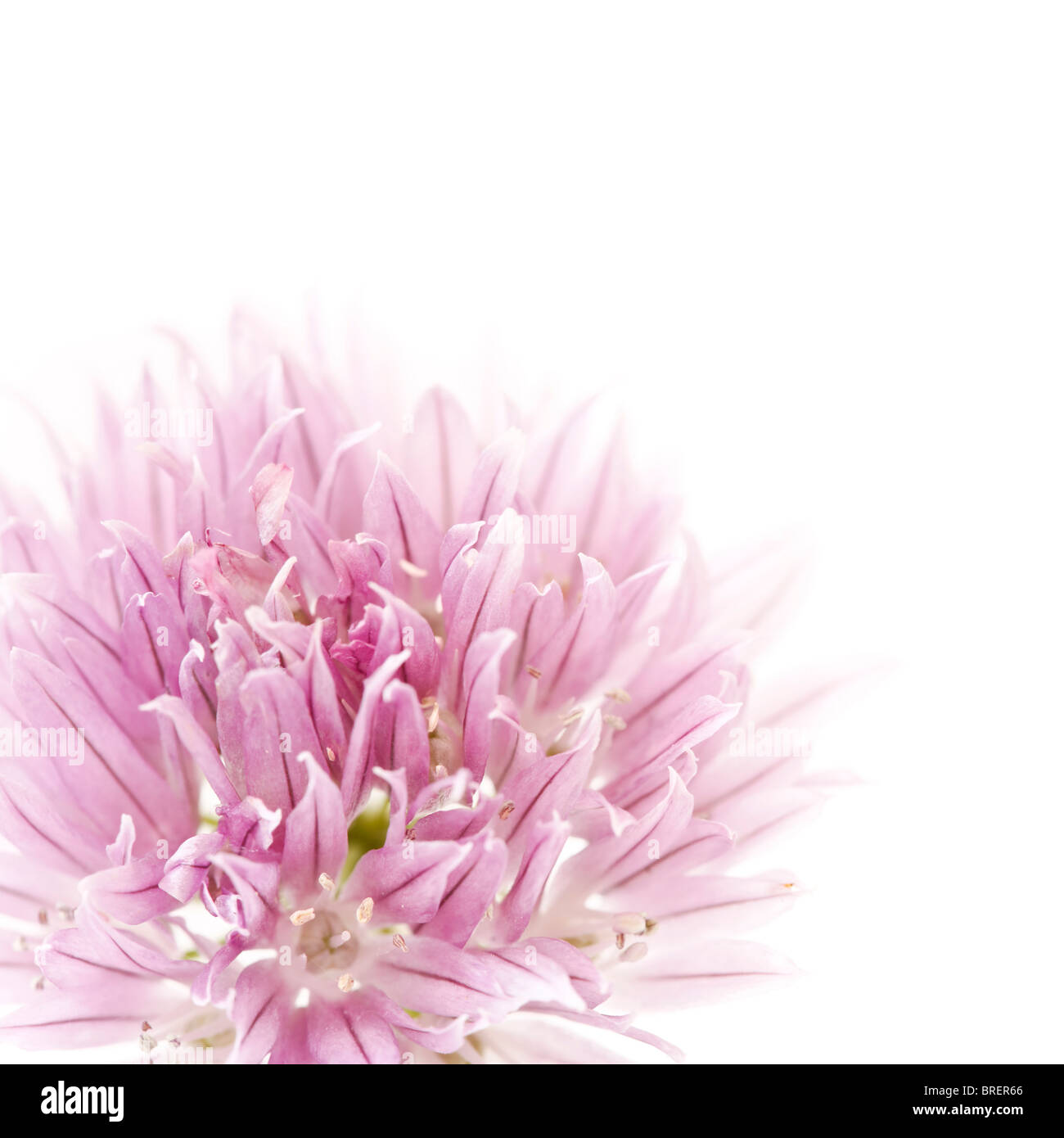 Primo piano di una rosa di fiori di erba cipollina, ideale per illustrare i concetti come la freschezza ed eleganza Foto Stock