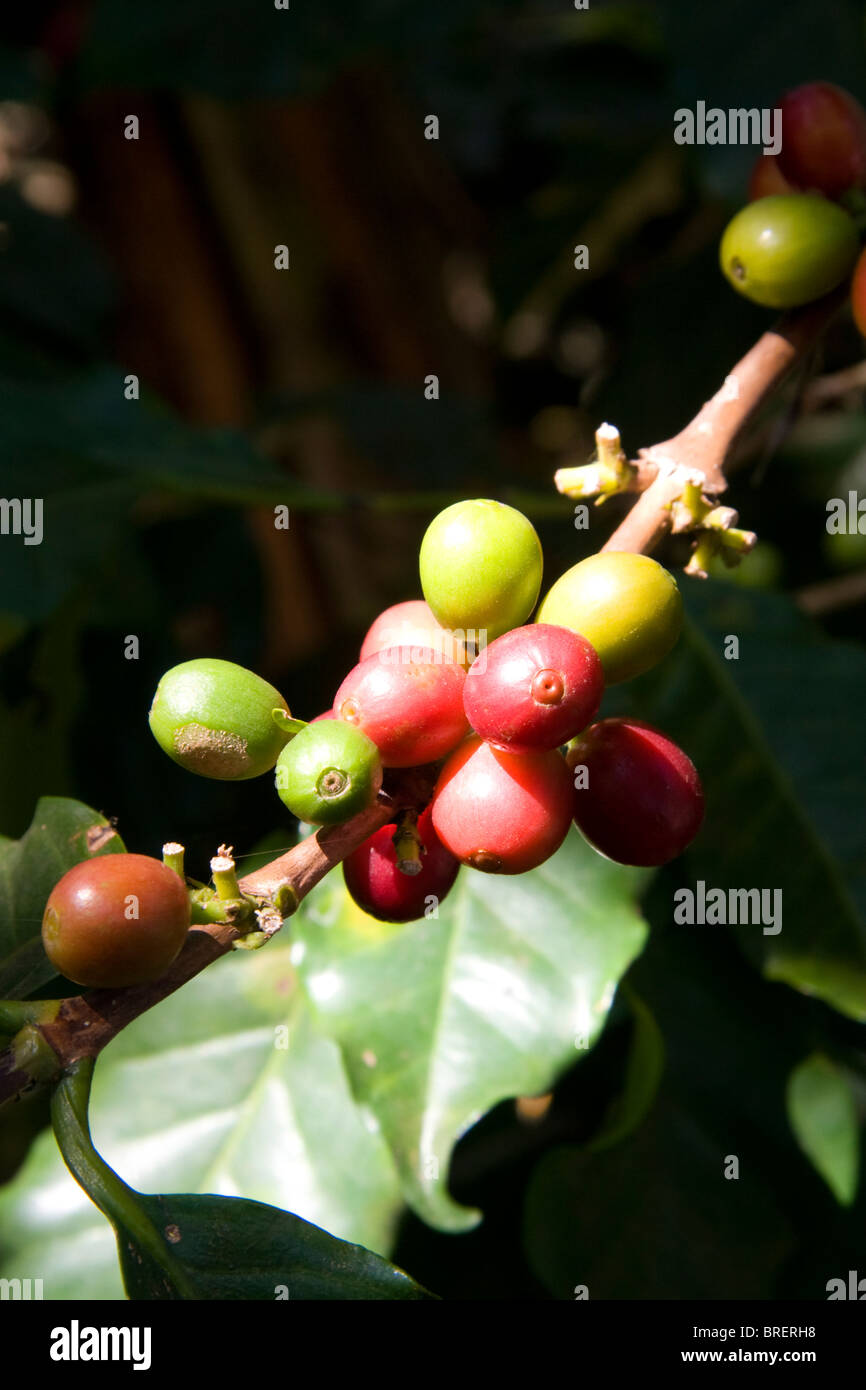 Bacche di caffè crescere su un coffea arabica plantation a San Rafael de Heredia, Costa Rica. Foto Stock