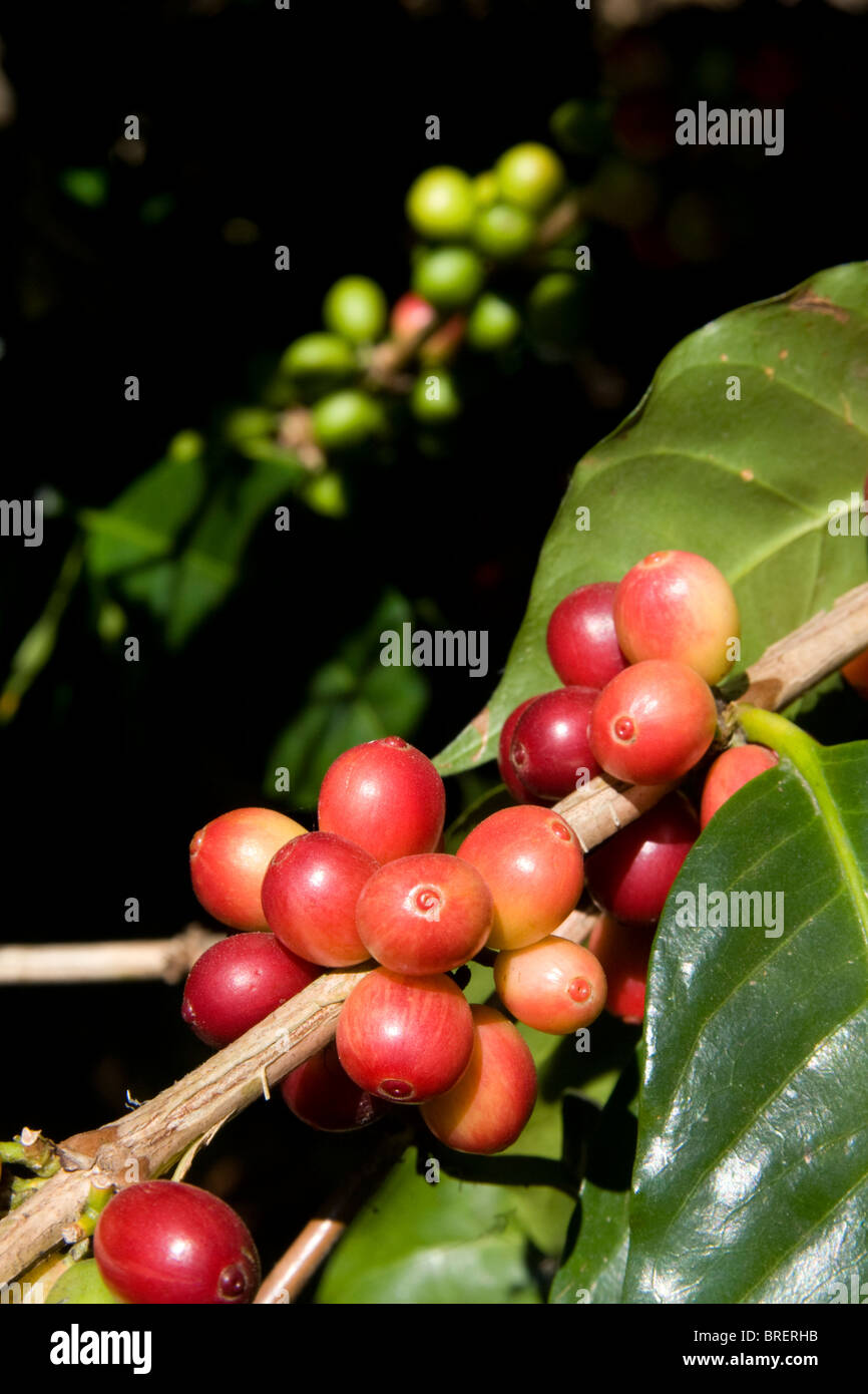 Bacche di caffè crescere su un coffea arabica plantation a San Rafael de Heredia, Costa Rica. Foto Stock