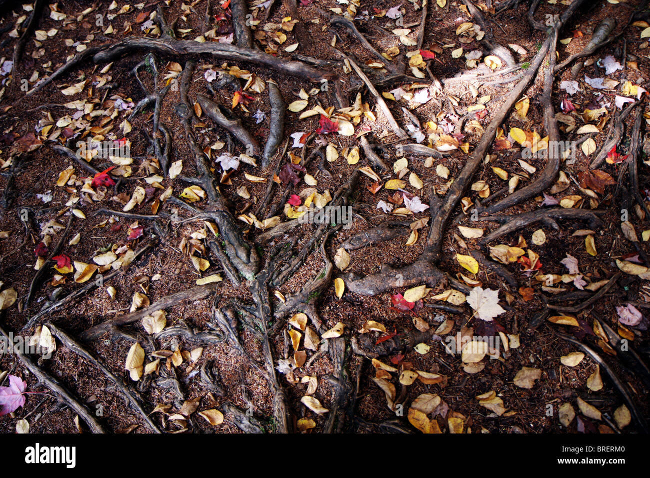 Radici di alberi in una foresta al tempo di caduta Foto Stock