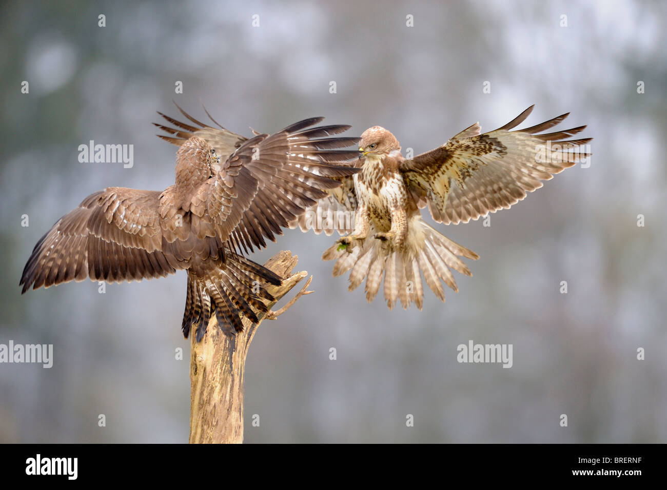 Della Poiana (Buteo buteo) combattimenti, Svevo, Baden-Wuerttemberg, Germania, Europa Foto Stock