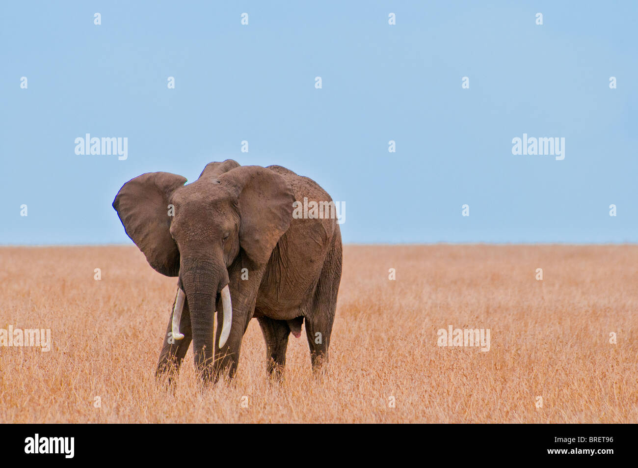 Elefante africano Loxodonta africana, il Masai Mara riserva nazionale, Kenya, Africa Foto Stock