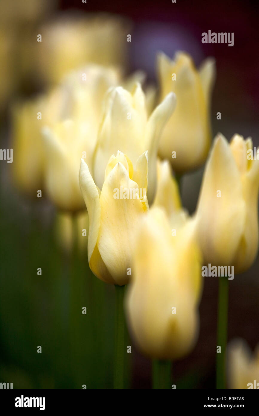 Tulipani gialli, Schloss Ippenburg, Bad Essen, Germania Foto Stock