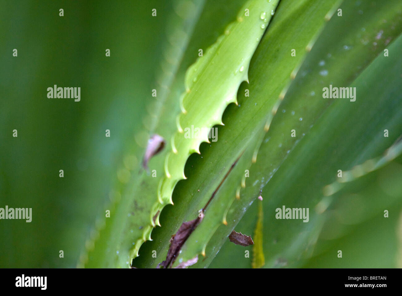 Aloe Vera Foto Stock