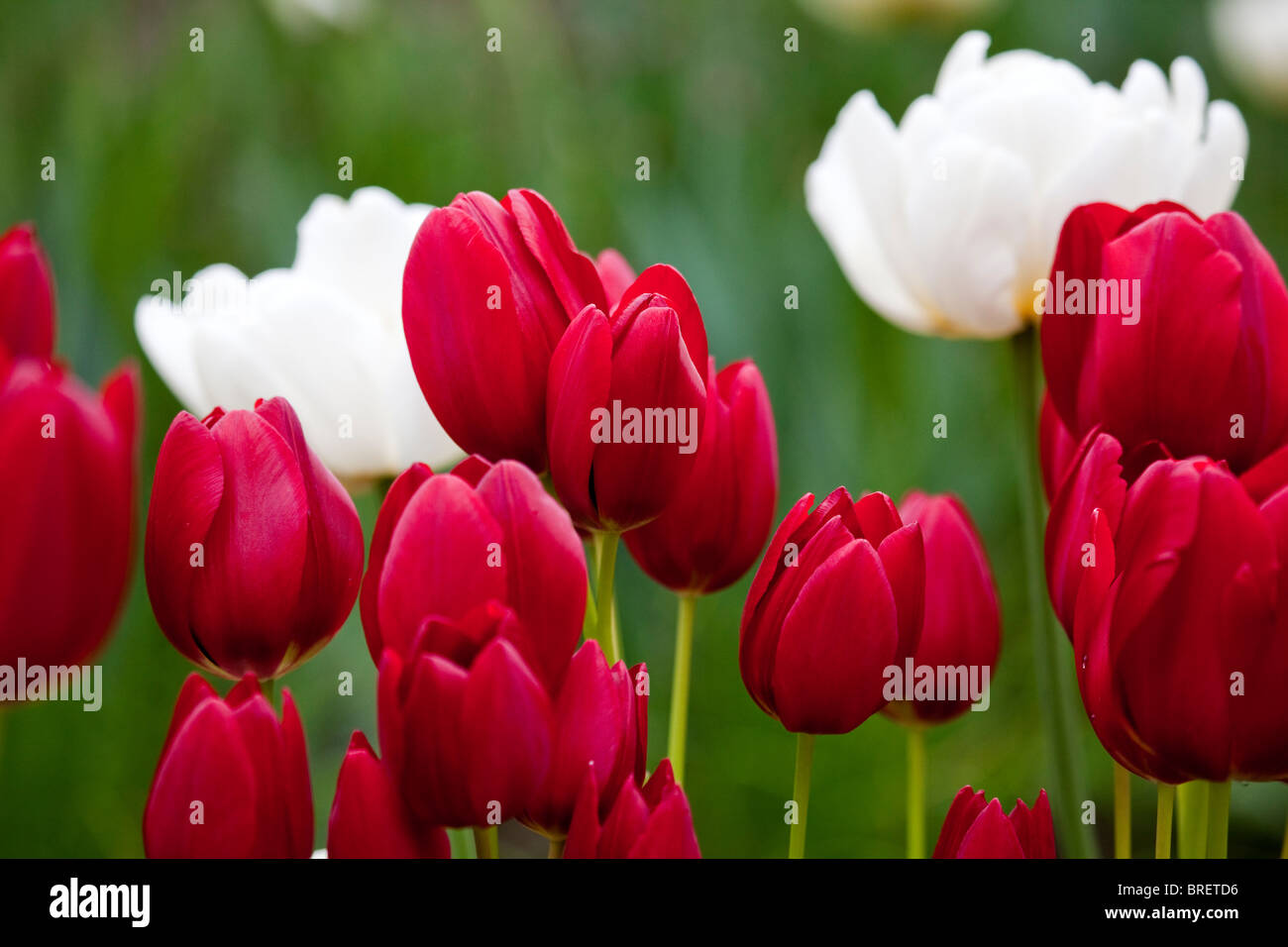 Il bianco e il rosso tulipani, Schloss Ippenburg, Bad Essen, Germania Foto Stock