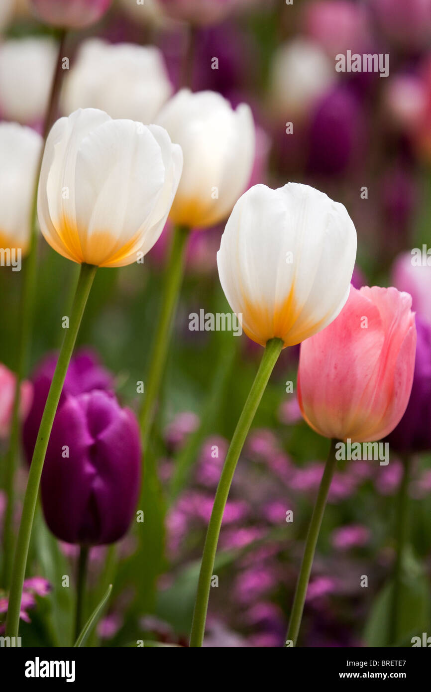 I tulipani, Schloss Ippenburg, Bad Essen, Germania Foto Stock