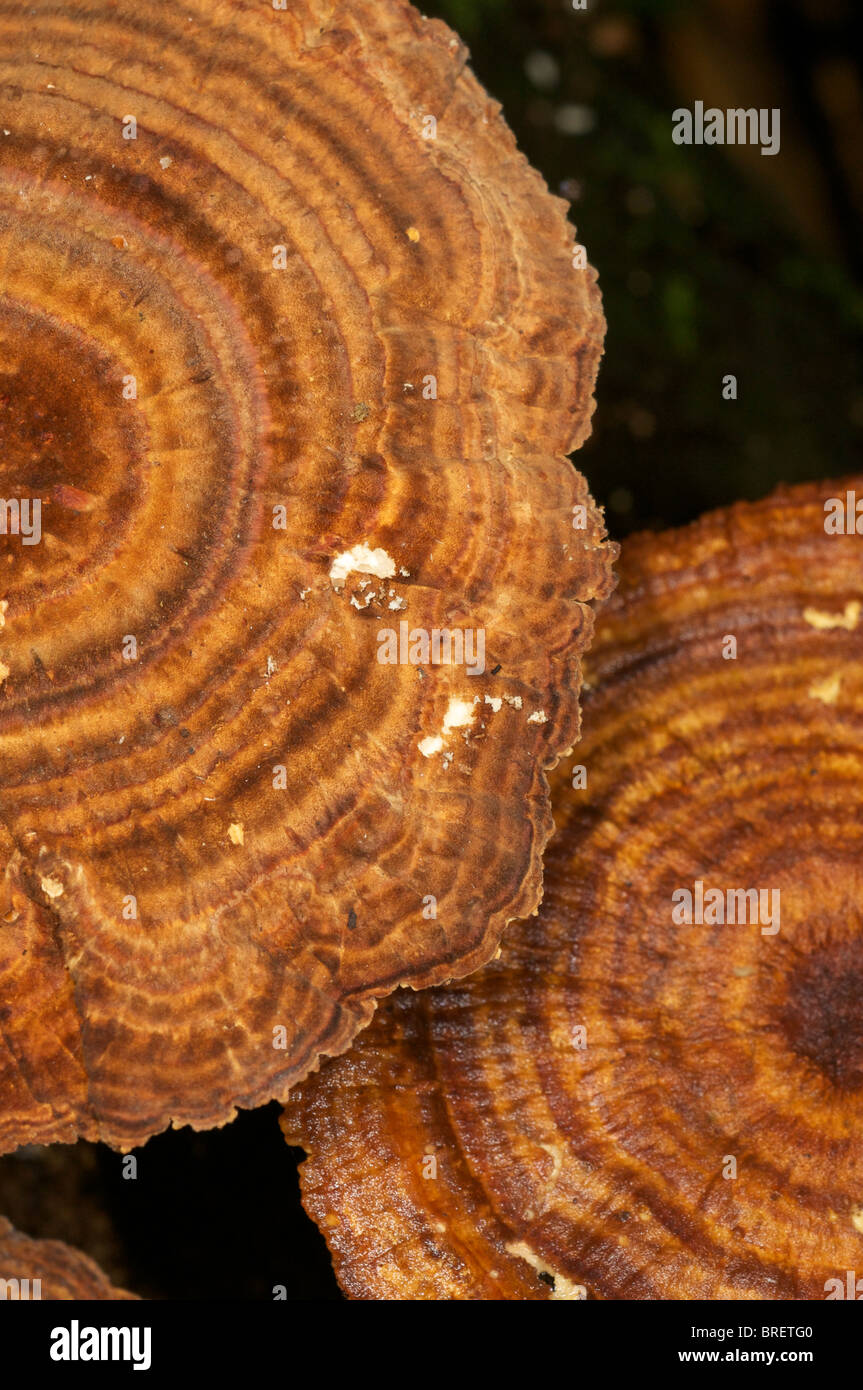 Un Polypore (Polyporaceae) specie di funghi in Thailandia. Foto Stock