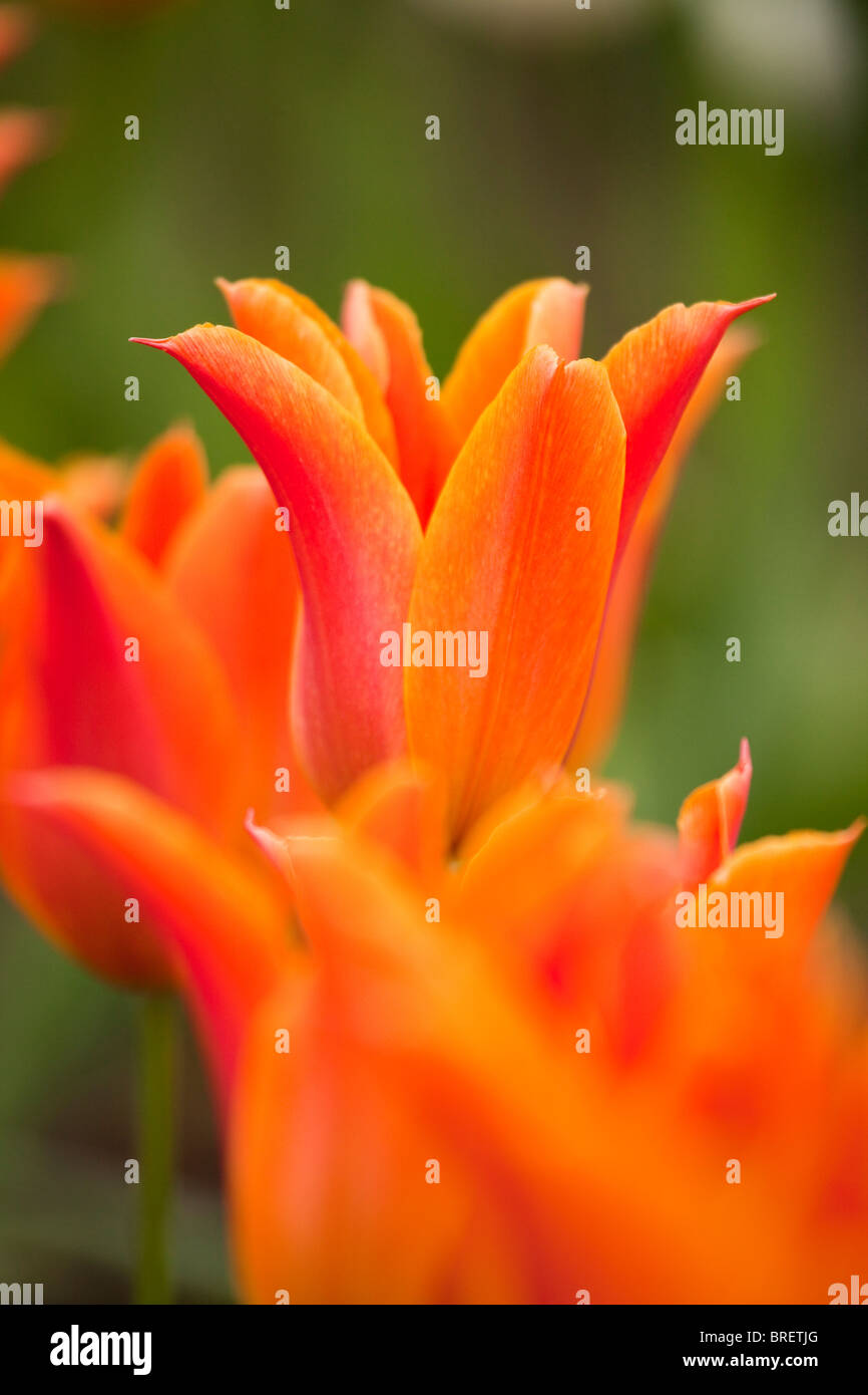Tulipani arancione, Schloss Ippenburg, Bad Essen, Germania Foto Stock