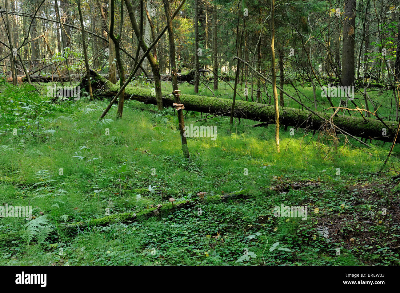 Una bella vista di shady vecchia foresta con tronchi di alberi caduti. Helsinki, Finlandia e Scandinavia, Europa. Foto Stock