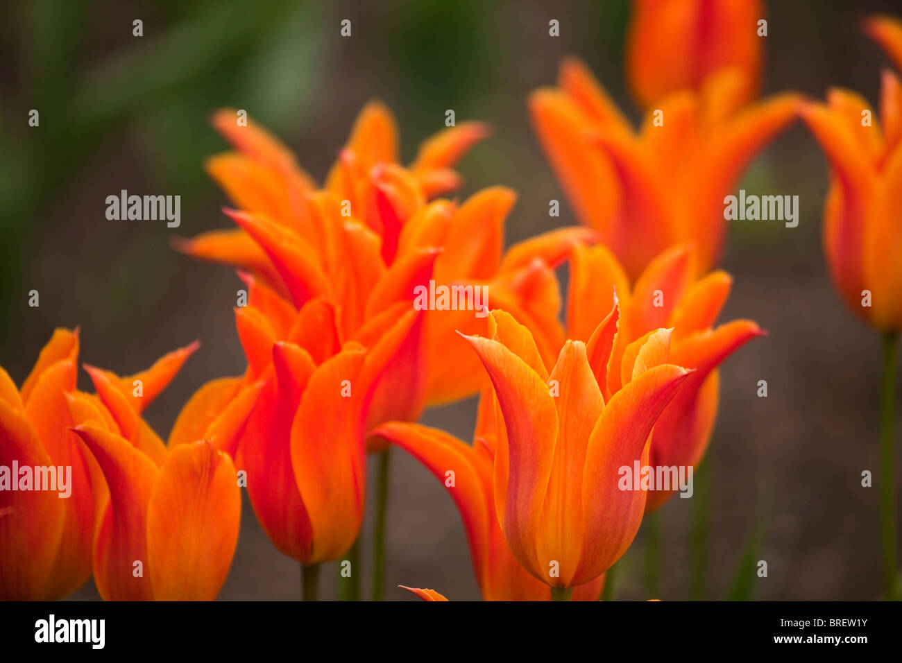 Tulipani arancione, Schloss Ippenburg, Bad Essen, Germania Foto Stock