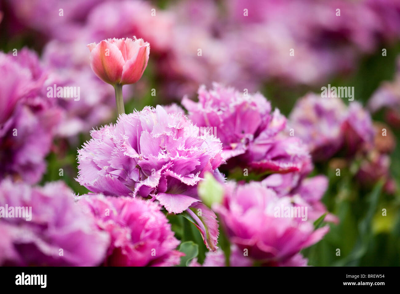 Tulipani rosa, Schloss Ippenburg, Bad Essen, Germania Foto Stock