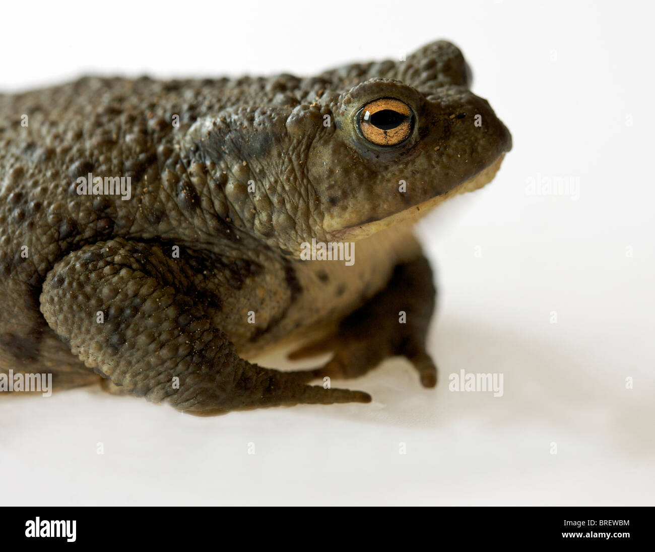 Il rospo comune (Bufo bufo) Foto Stock