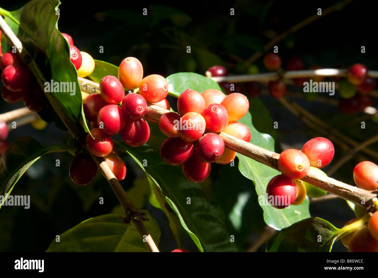 Bacche di caffè crescere su un coffea arabica plantation a San Rafael de Heredia, Costa Rica. Foto Stock