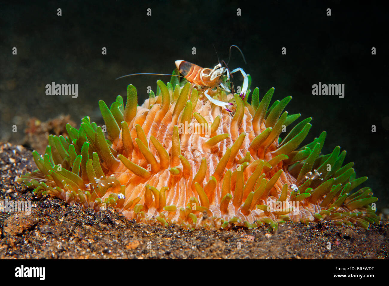 Partner di gamberetti Periclimenes magnifico), che vivono su Fungia coral (Fungia sp.), Gangga Island Isole di Bangka, Nord Sulawesi Foto Stock