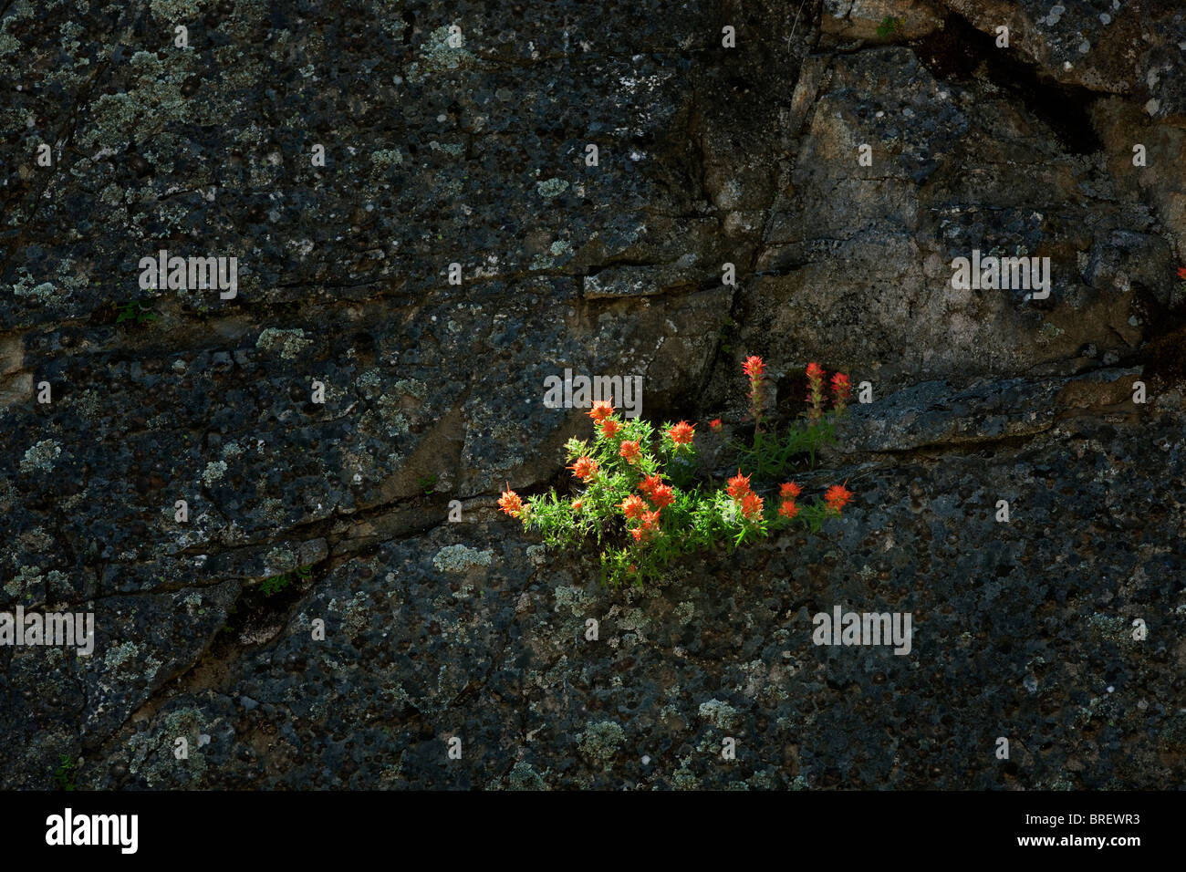 Indian Paintbrush crescendo in sperone di roccia. Kings Canyon National Park, California Foto Stock