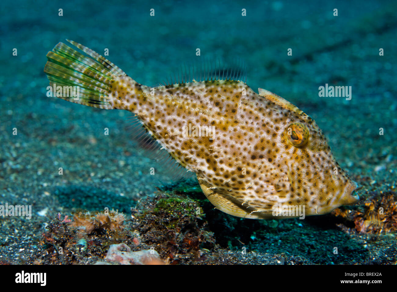 Panciuta Leatherjacket (Pseudomonacanthus peroni) nuoto al di sopra del sandy ocean floor, Gangga Island Isole di Bangka Foto Stock
