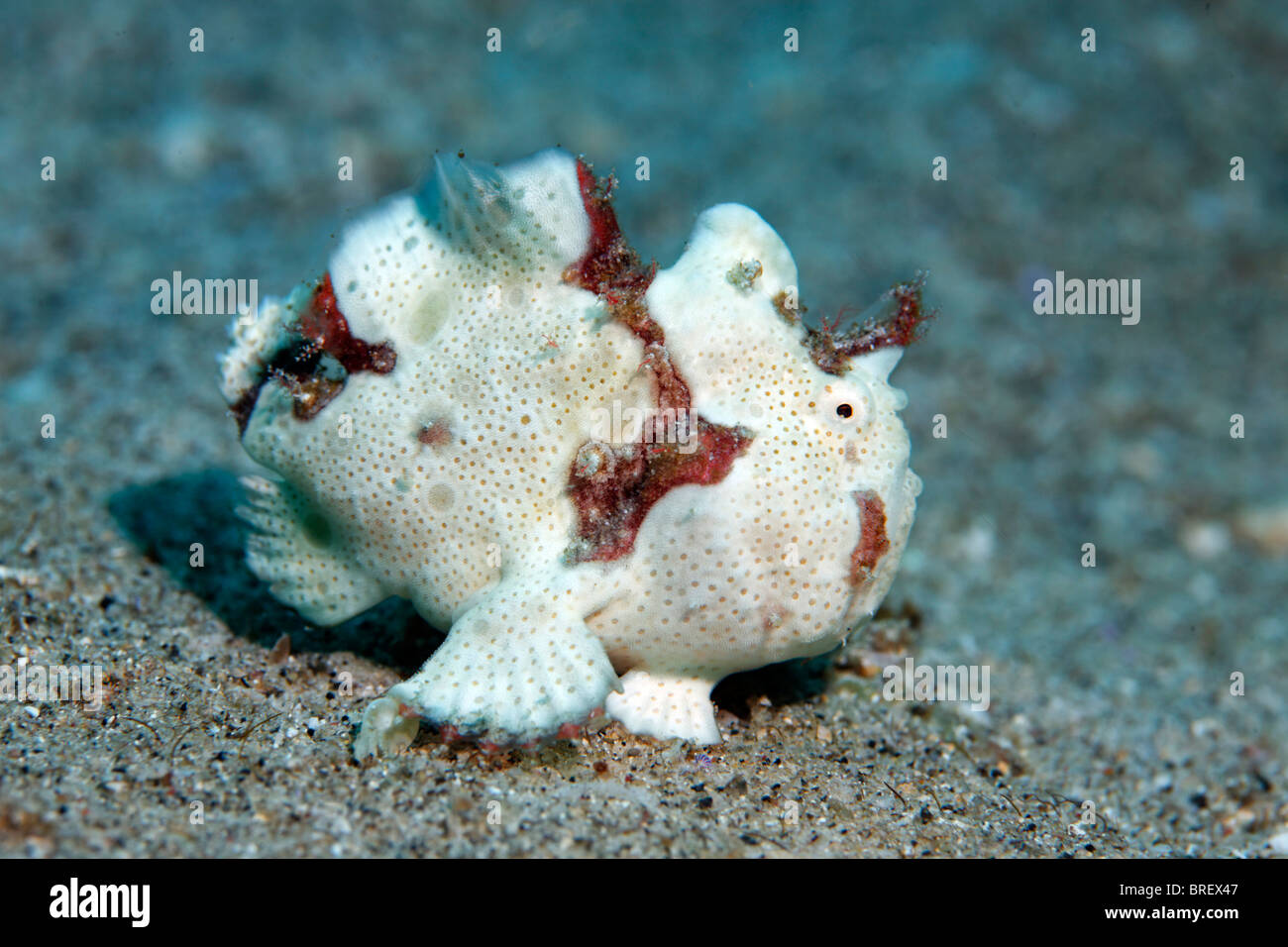 Il novellame di rana pescatrice verniciata (Antennarius pictus) sulla sabbiosa oceanici, Gangga Island Isole di Bangka, Nord Sulawesi Foto Stock