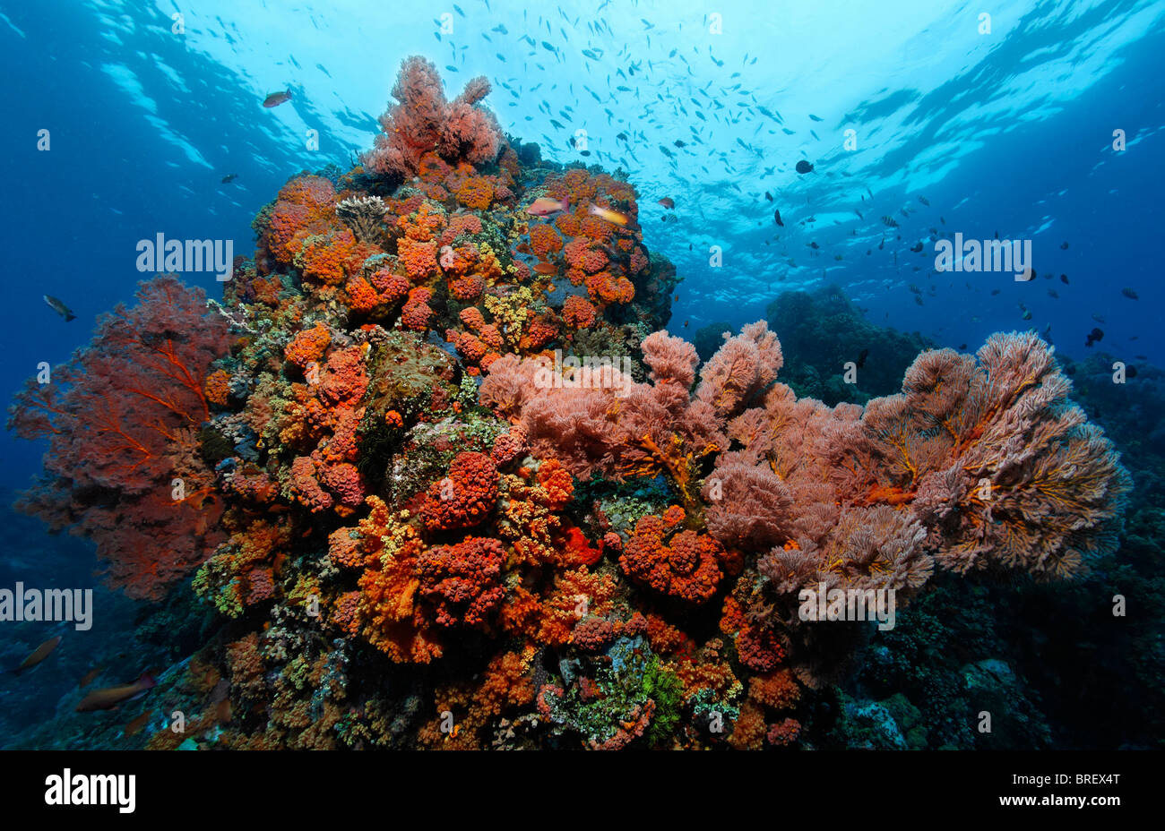 Blocco di corallo in una barriera corallina con una varietà di mare rosso ventole (Melithaea ochracea), Gangga Island Isole di Bangka, Nord Sulawesi Foto Stock