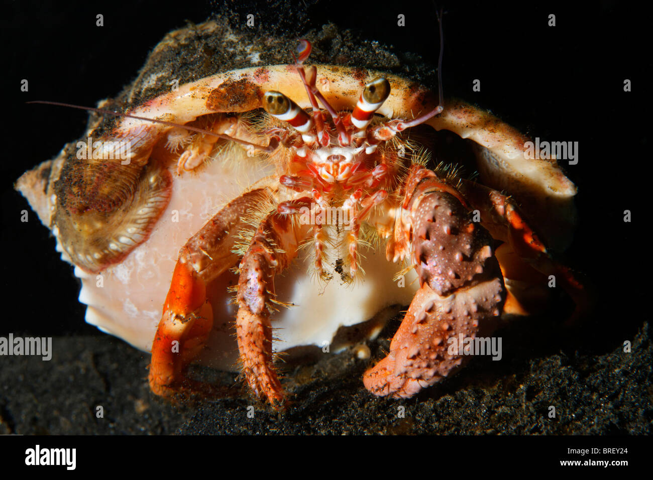 Il granchio eremita (Dardano sp.) guardando fuori del suo mantello, Gangga Island Isole di Bangka, Nord Sulawesi, Indonesia, Molukka Mare Foto Stock