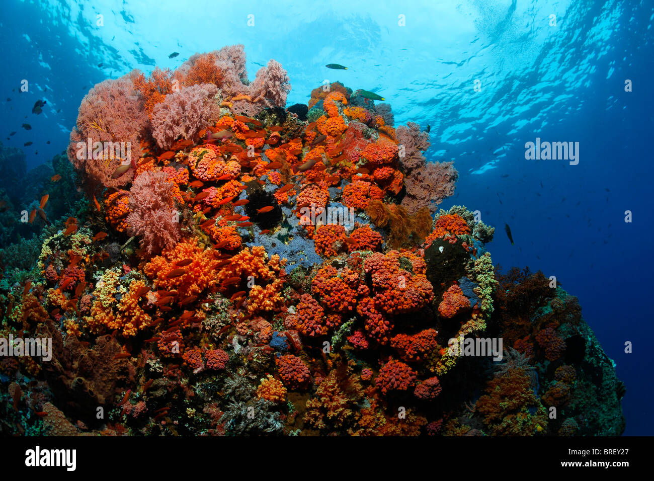 Blocco di corallo in una barriera corallina con una varietà di mare rosso ventole (Melithaea ochracea), tubastrea coralli e Fairy Basslets (Antiidae) Foto Stock