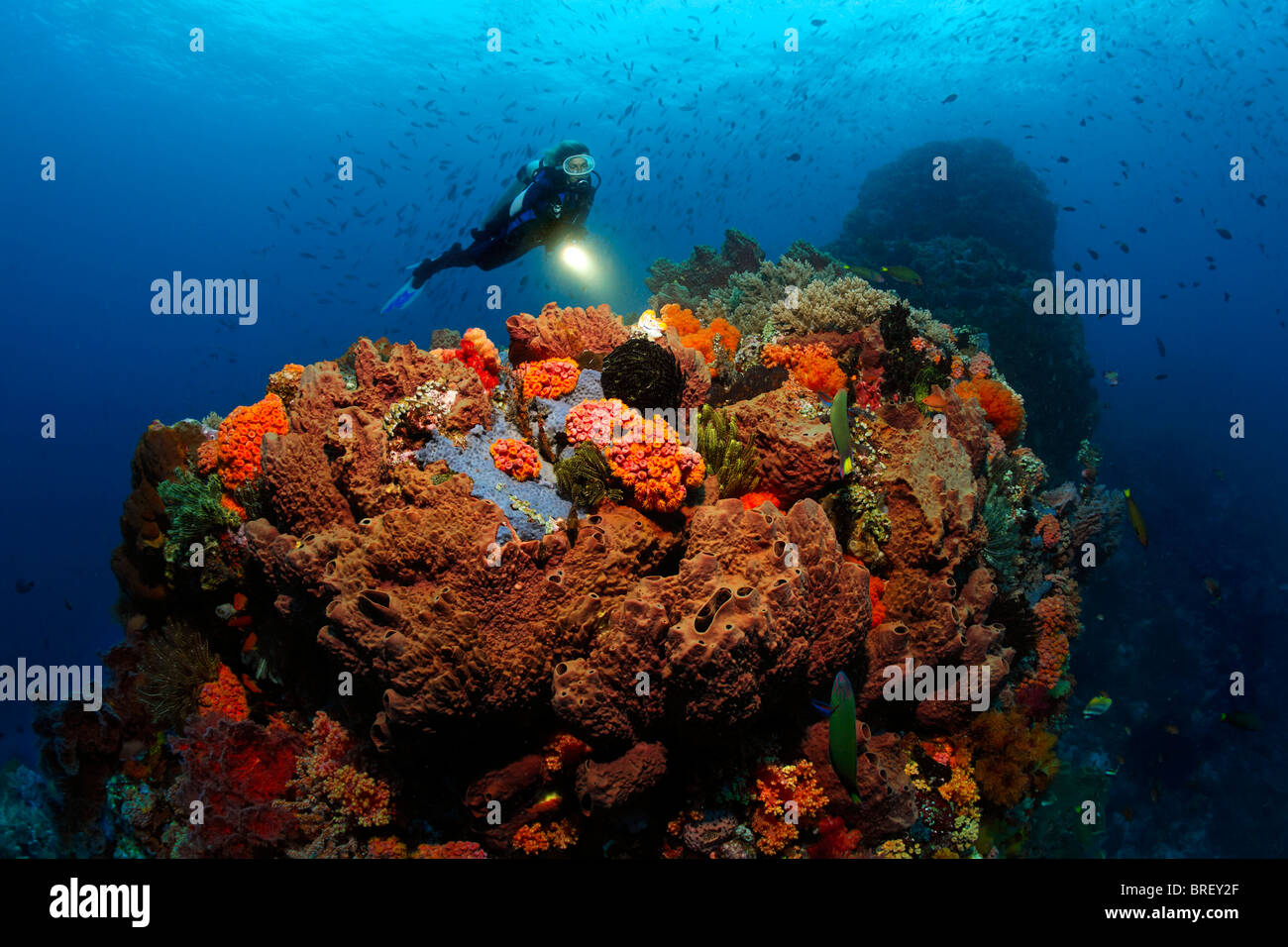 Multicolore di barriera corallina con una varietà di coralli, spugne, subacqueo, Gangga Island Isole di Bangka, Nord Sulawesi Foto Stock