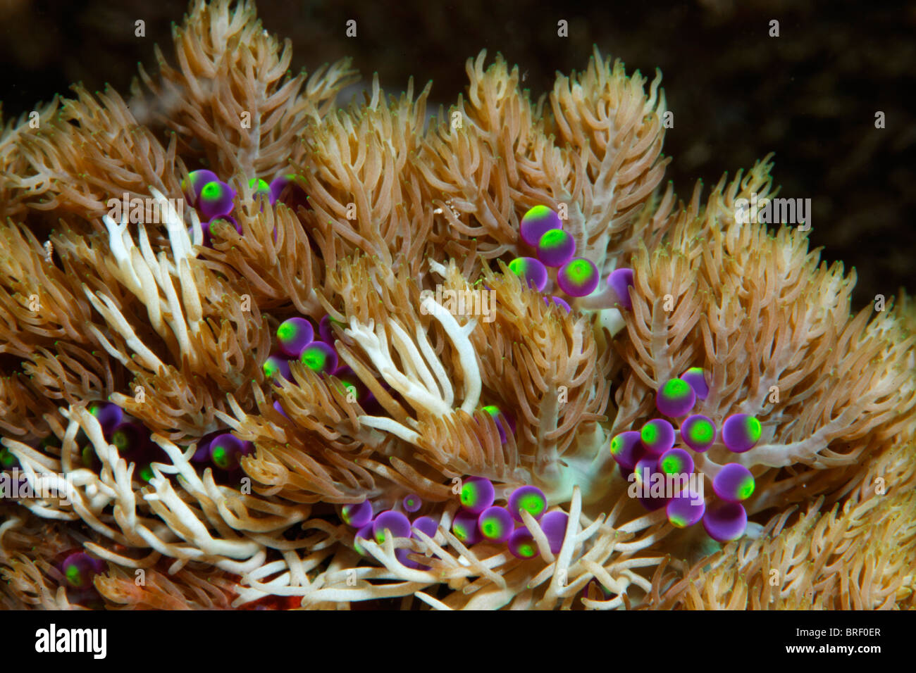 La Hemprich (Anemone Heterodctyla hemprichii), dettaglio, forte di ortiche con berrylike casi, che si distaccano quando avvicinati da Foto Stock