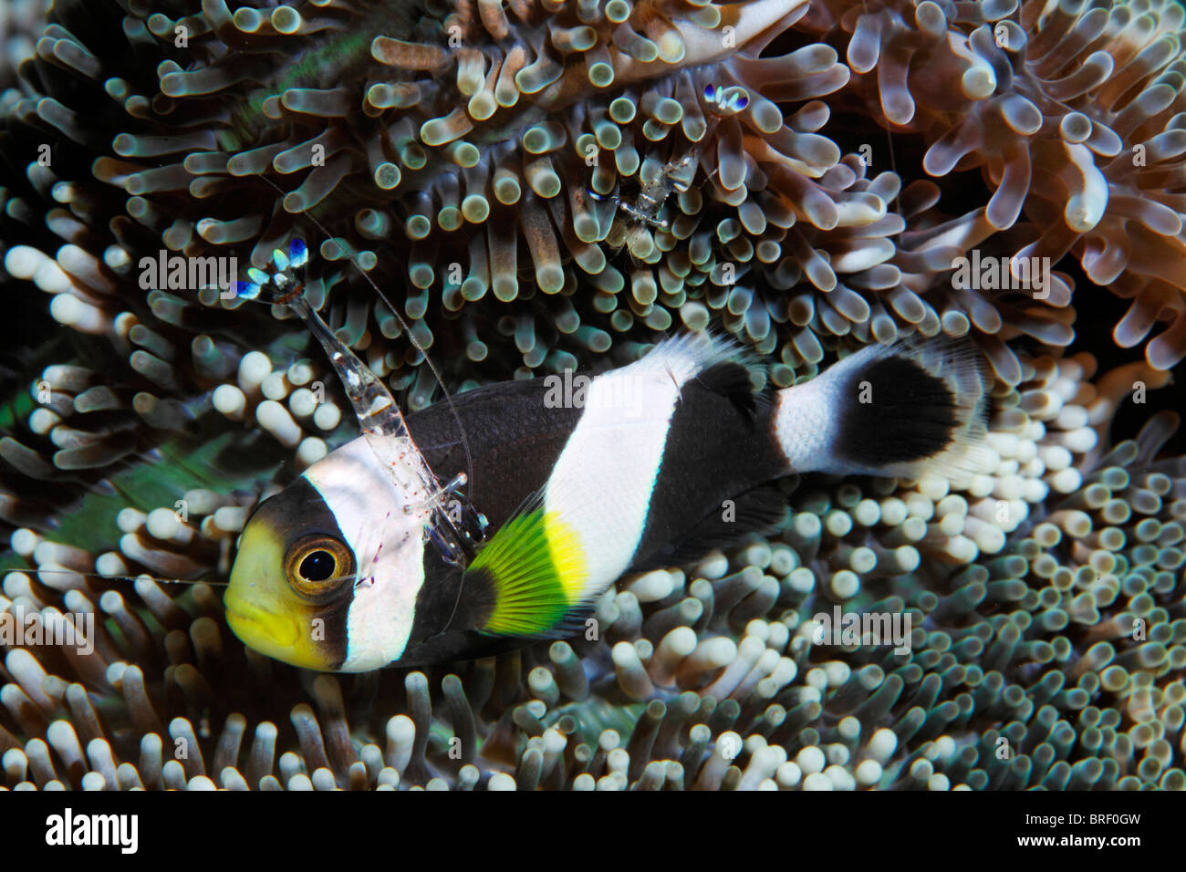 A doppio spiovente Anemonefish, a doppio spiovente Clownfish (Amphiprion polymnus) con la pulizia di gamberetti Periclimenes magnifico) Foto Stock