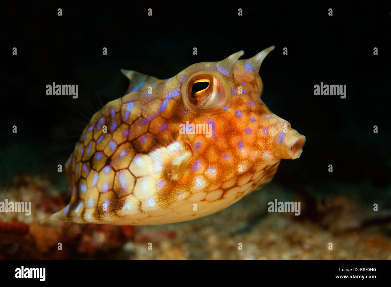 Roundbelly Cowfish (Lactoria diaphana), ritratto, Gangga Island Isole di Bangka, Nord Sulawesi, Indonesia, Molukka Mare Foto Stock