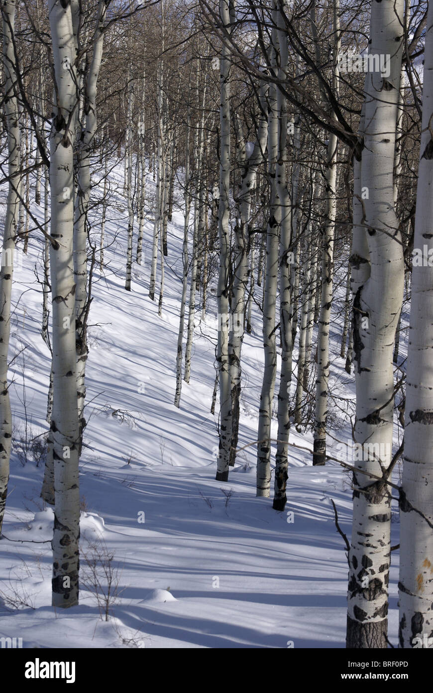 Inverno, aspens nella neve con il cielo blu, Cordillera, Colorado Foto Stock