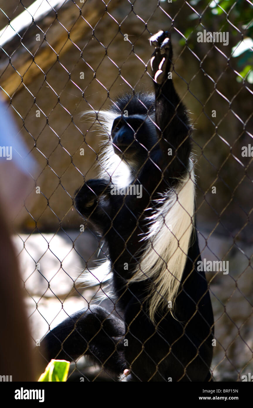 Bianco e nero angolane Colobus Monkey Colobus guereza Foto Stock