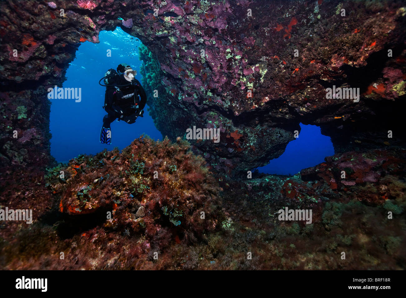 Immersioni Scuba diving attraverso una grotta overcrusted con invertebrati, di Cipro, dell'Asia, del Mediterraneo Foto Stock