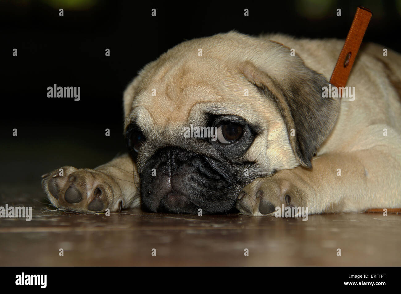 Pug alla XXIII tutta l India tutte le razze aprire Dog Show tenutosi a Chandra Sekharan Nair Stadium, Thiruvananthapuram Kerala, India Foto Stock