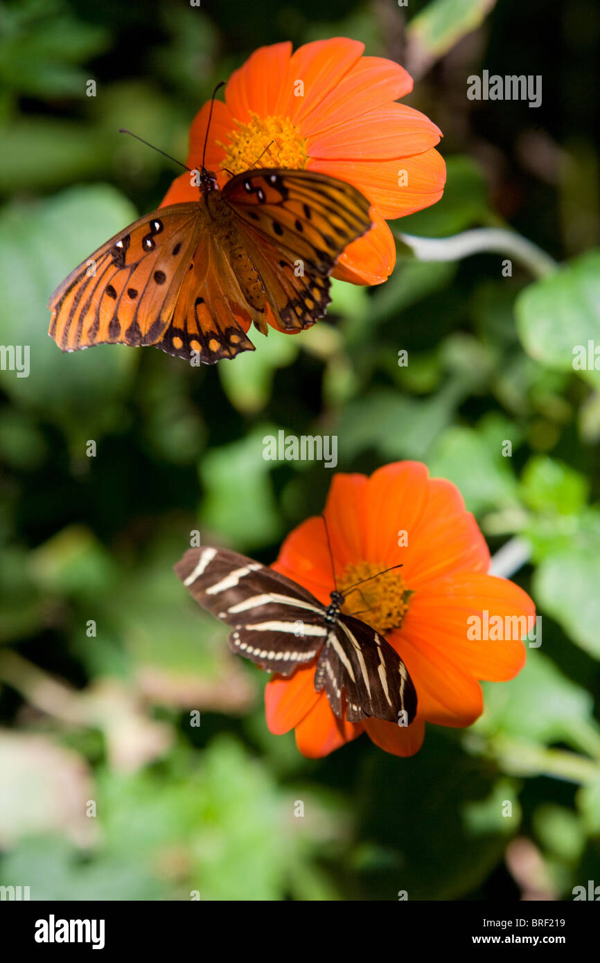 Due farfalle di bere il nettare su orange zinnia fiori, delicato, pacifica, Monarch e zebra, viene ruotato a destra e a sinistra, verticale Foto Stock