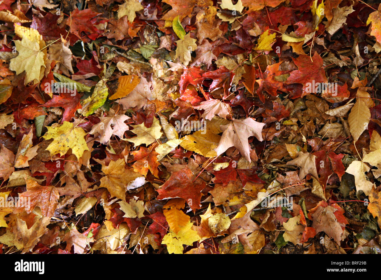 Foglie di alberi in una foresta al tempo di caduta Foto Stock