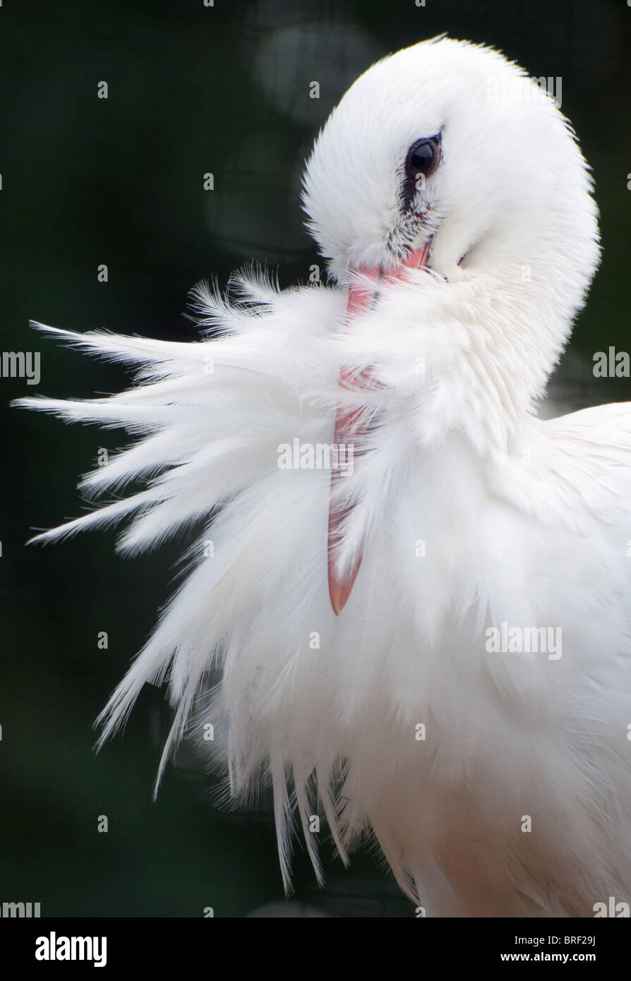 Unione cicogna bianca divarica le sue piume Foto Stock