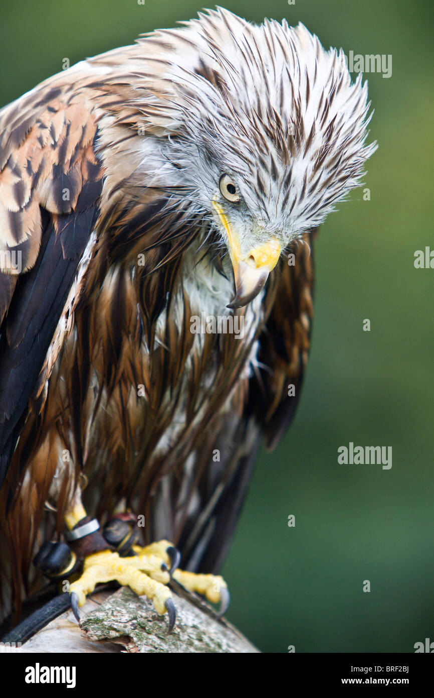 Aquilone rosso si appollaia Foto Stock