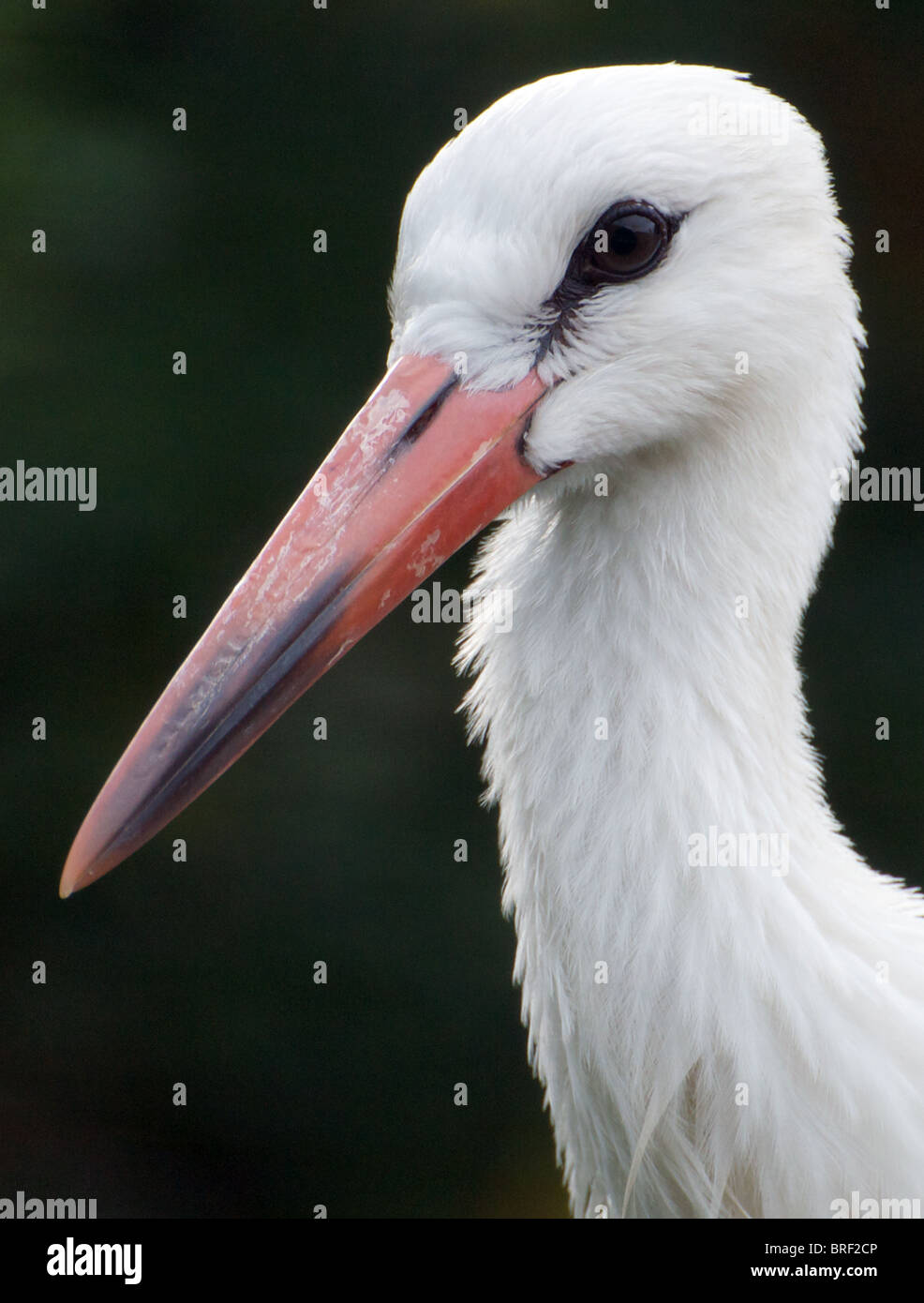 Unione cicogna bianca (close-up) Foto Stock
