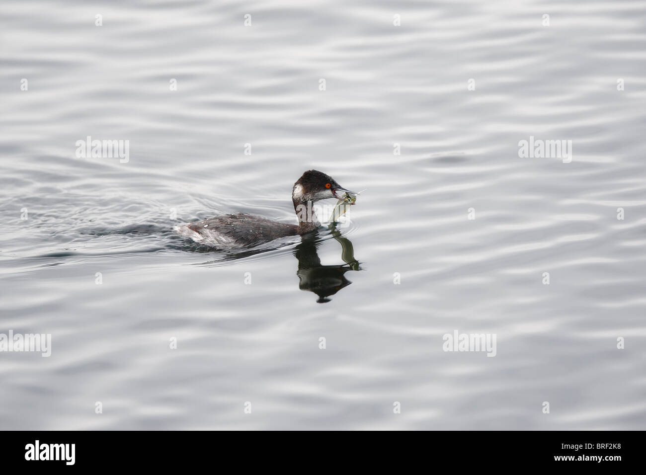 Eared Grebe (Podiceps nigricollis) con il pesce in bocca Foto Stock