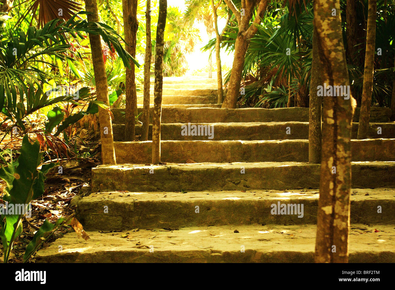 Scalinata ombreggiata avvolgimento attraverso vegetazione tropicale che conduce al sole splendente. Foto Stock