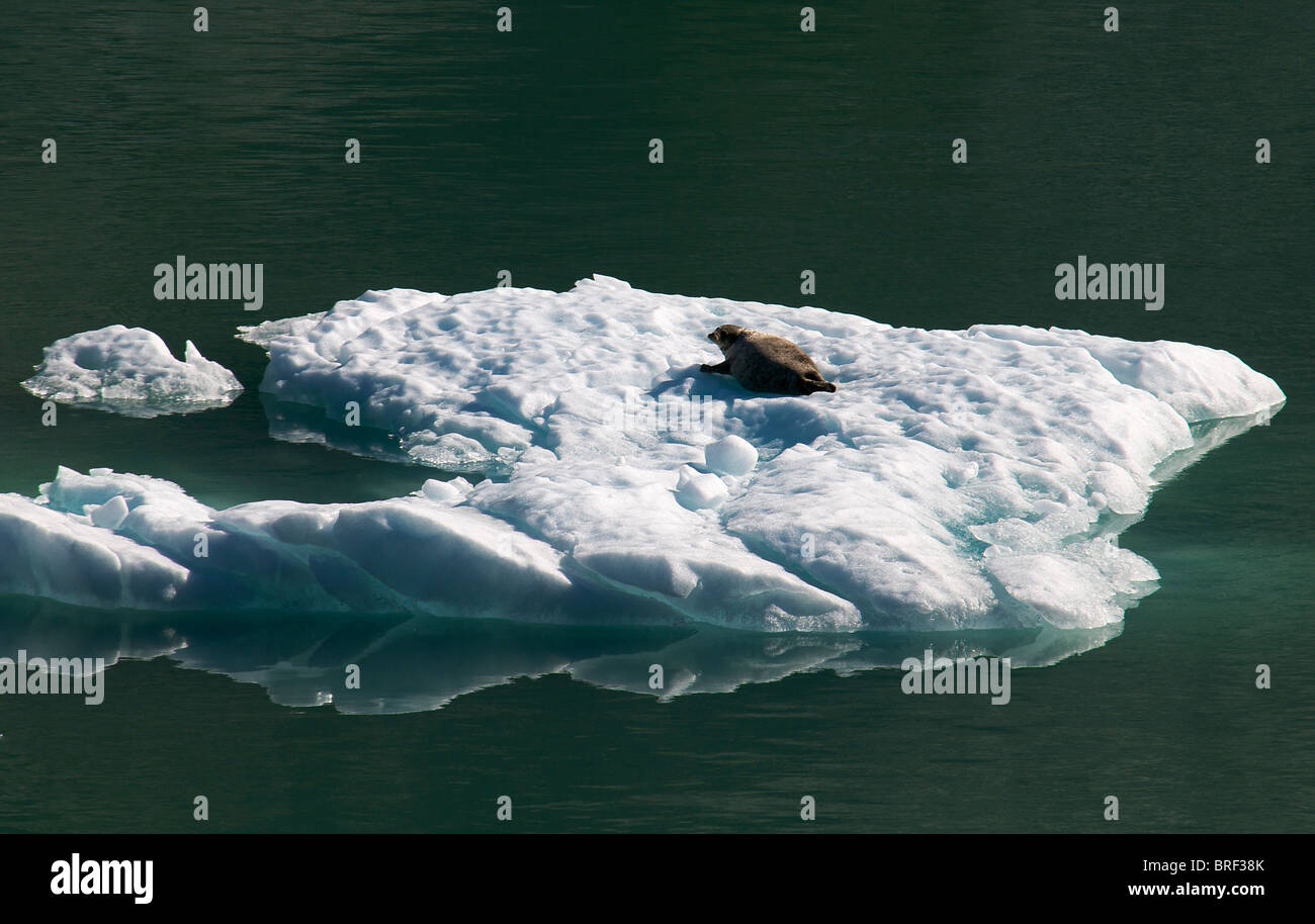 La guarnizione sul ghiaccio galleggiante Tracy Arm Fjord passaggio interno Alaska USA Foto Stock