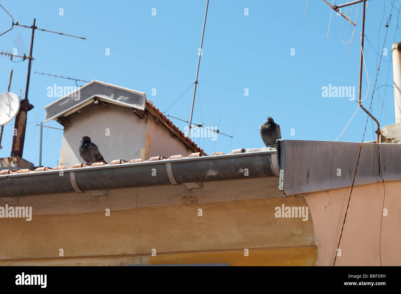 Piccioni su un tetto in Francia Foto Stock